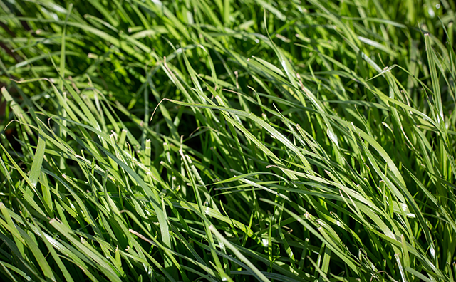 Nufarm New pasture Icon