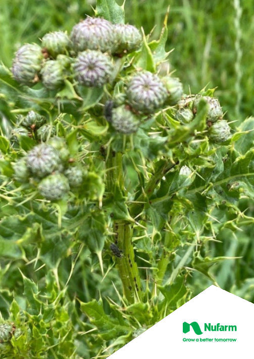 Californian Thistles Know How