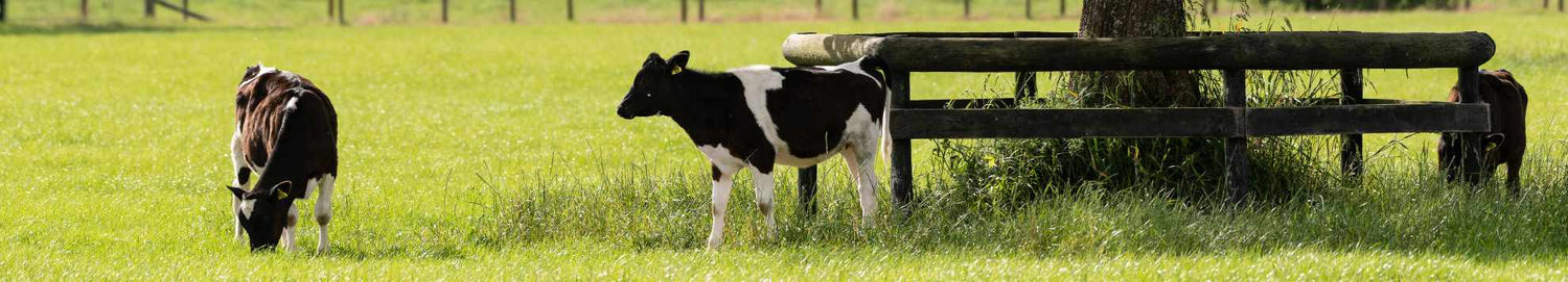 Californian Thistles - Dairy